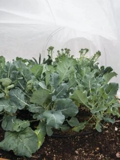 All-Purpose Garden Fabric -Gardening Supplies Store 32646 7940 tif