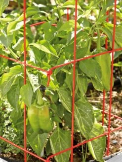 Pepper And Eggplant Cages, Set Of 3 -Gardening Supplies Store 37464 567 tif