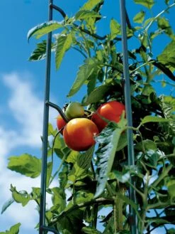 Tomato Ladders, Set Of 3 -Gardening Supplies Store 38184 003E tif