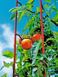 Tomato Ladders, Set Of 3 -Gardening Supplies Store 38185 003E tif