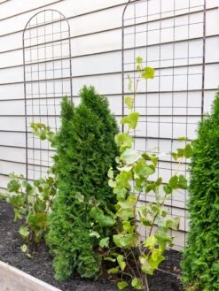 Jardin Flower Trellis -Gardening Supplies Store 38689 6002 tif