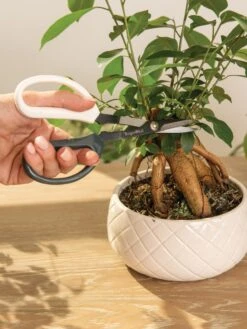 Japanese Pruning Scisssors -Gardening Supplies Store 3 4 crop 8612968 0087