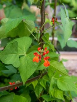 Jardin Tower -Gardening Supplies Store 3 4 crop 8612997 0059