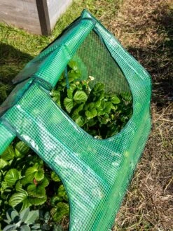 Multi Cloche -Gardening Supplies Store 3 4 crop 8613213 0240