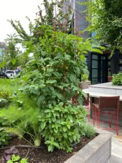 Tomato Towers, Set Of 2 -Gardening Supplies Store 8587041 01IN tif