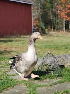 Chicken Wire Cloche -Gardening Supplies Store 8590210 01IN tif