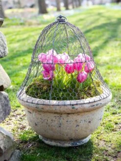 Chicken Wire Cloche -Gardening Supplies Store 8590210 021 tif