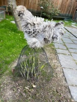 Chicken Wire Cloche -Gardening Supplies Store 8590210 02CUST tif