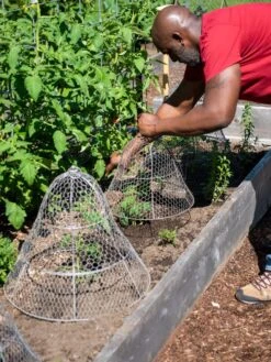 Chicken Wire Cloche With Extension -Gardening Supplies Store 8590210 0442 tif