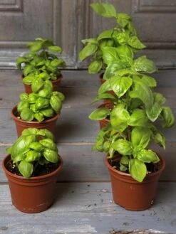 Organic Self-Watering Potting Mix, 20 Qts. -Gardening Supplies Store 8592212 3979 001E tif 3