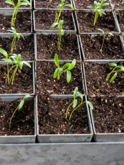 Seed Starting Mix, 9 Qts. -Gardening Supplies Store 8592212 6177