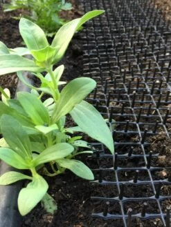 Cat Scat Mat -Gardening Supplies Store 8592448 03CUST tif