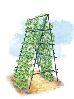 Titan A-Frame Trellis -Gardening Supplies Store 8595755 TitanAFrame art tif