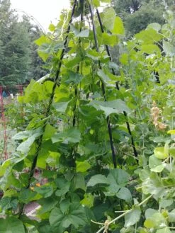 Titan Teepee Trellis -Gardening Supplies Store 8595757 01EMP tif