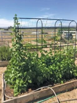 Titan Pea Tunnel -Gardening Supplies Store 8596275 01CUST tif