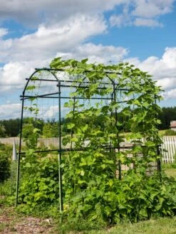 Titan Squash Tunnel -Gardening Supplies Store 8596276 0133 tif