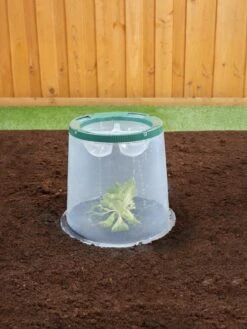 Sunny Forcing Cloches, Set Of 3 -Gardening Supplies Store 8600075 02V tif