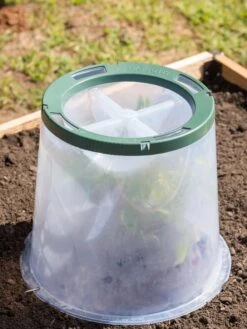 Sunny Forcing Cloches, Set Of 3 -Gardening Supplies Store 8600075 0734 tif