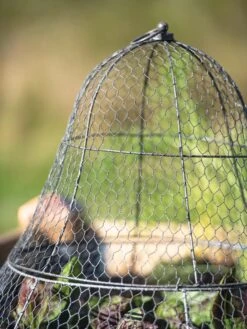 Chicken Wire Cloche With Extension -Gardening Supplies Store 8600116 0607 tif