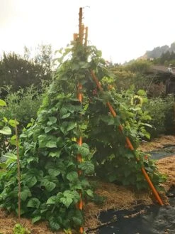 Annabel Tipi Trellis -Gardening Supplies Store 8600521 02V tif