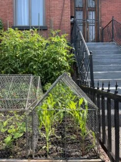 Chicken Wire Crop Coop -Gardening Supplies Store 8609080 02CUST tif