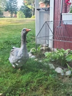 Chicken Wire Crop Coop -Gardening Supplies Store 8609080 02IN tif