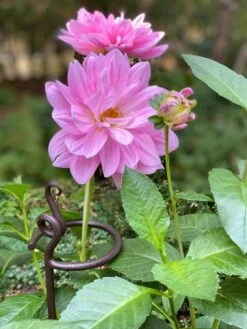 Arden Single Stem Supports, Set Of 2 -Gardening Supplies Store 8610375 5703 tif