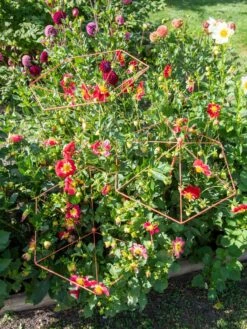 Parasol Plant Supports, Set Of 3 -Gardening Supplies Store 8611129 050 tif