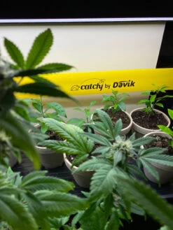 Catchy Natural Greenhouse Pest Protection Sticky Roll, 30’ -Gardening Supplies Store 8611979 8004