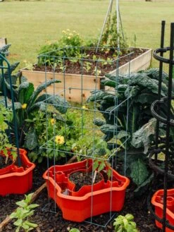 Deluxe Tomato Halos, Set Of 2 -Gardening Supplies Store 8612045 226 tif