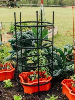 Deluxe Tomato Halos, Set Of 2 -Gardening Supplies Store 8612045 228 tif