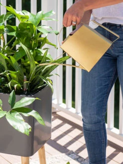 Precision Brass Watering Can -Gardening Supplies Store 8612691 0011