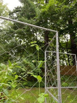 Chicken Wire Pea Trellis -Gardening Supplies Store 8612718 7302