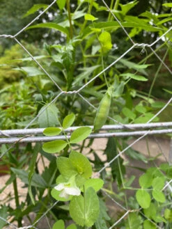 Chicken Wire Pea Trellis -Gardening Supplies Store 8612718 7307