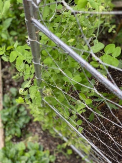 Chicken Wire Pea Trellis -Gardening Supplies Store 8612718 7312