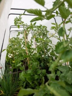 Cotton All Purpose Garden Cover -Gardening Supplies Store 8612815 0039 tif