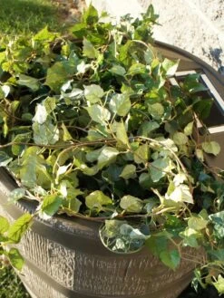 Round Rain Barrel With Planter, 35 Gallons -Gardening Supplies Store 8612856WALNT 03V tif