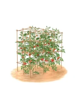 Tomato Six Pack Support -Gardening Supplies Store 8613143 art flat