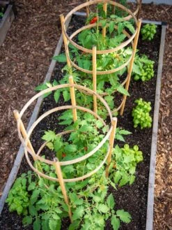 Bamboo Tomato Cages, Set Of 3 -Gardening Supplies Store 8613426 6916