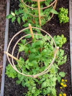 Bamboo Tomato Cages, Set Of 3 -Gardening Supplies Store 8613426 6921