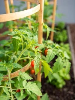 Bamboo Tomato Cages, Set Of 3 -Gardening Supplies Store 8613426 6934