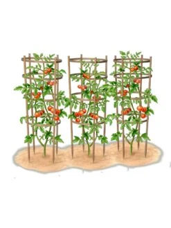 Bamboo Tomato Cages, Set Of 3 -Gardening Supplies Store 8613426 art